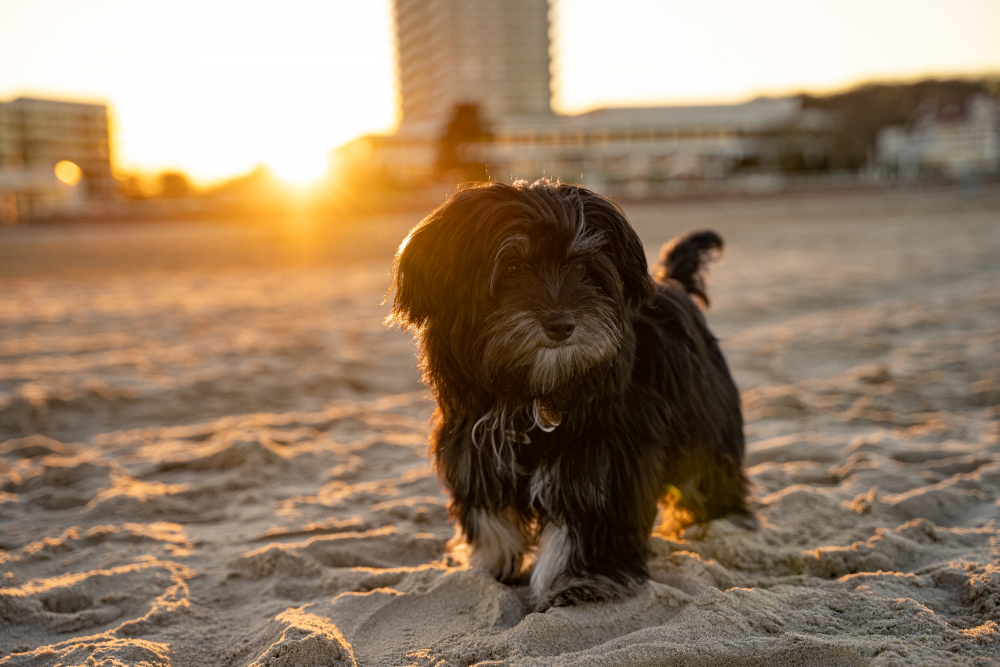 Nala bei Sonnenuntergang