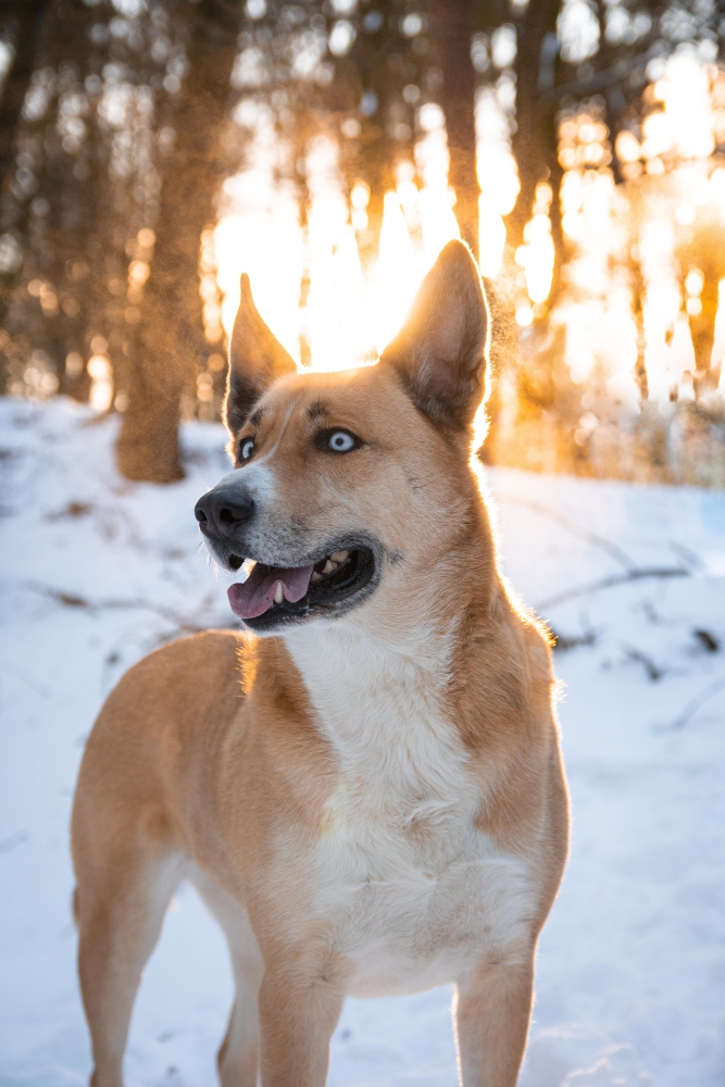 Hundeshooting mit Bella