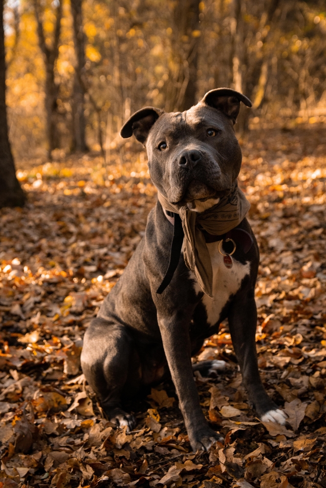 Hundeshooting im Sommer