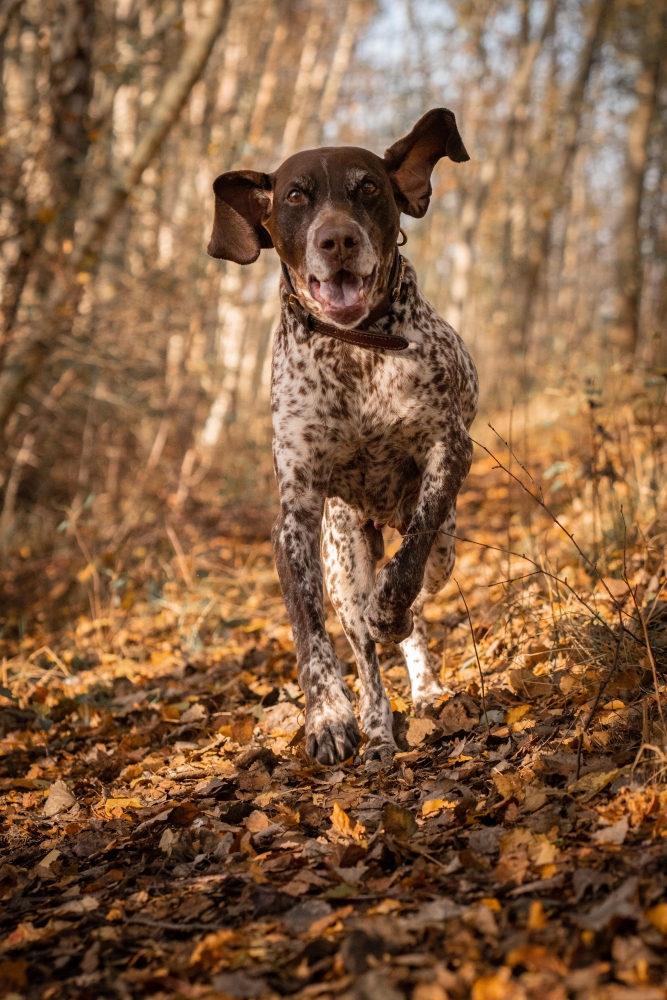 Hundeshooting am See